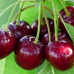 Advantages Of Cherry Consumption For Overall Health And Wellbeing