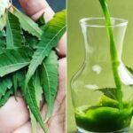 Include These 5 Ayurvedic Herbs In Your Daily Routine To Avoid Malaria, Dengue, And Other Monsoon Illnesses