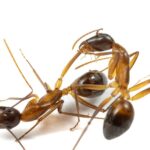 The only animal known to perform lifesaving operations besides humans is the ant