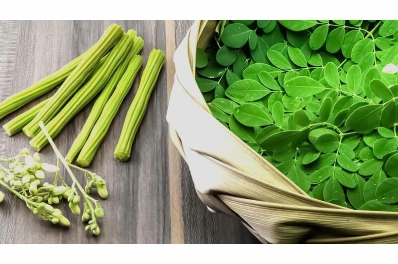 Moringa Health Advantages A New Superfood To Control Blood Pressure And Diabetes