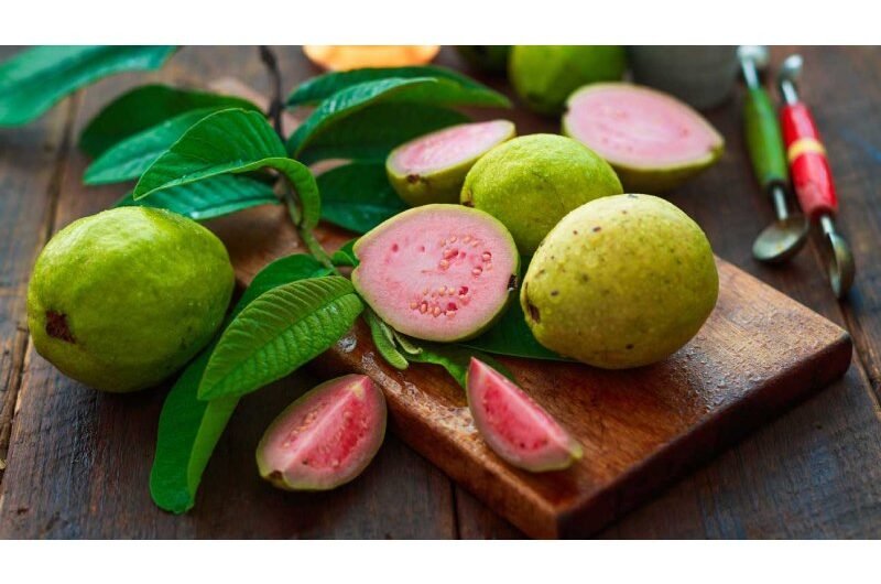 Amazing Advantages Of Eating Guava Leaves Rather Than The Fruit