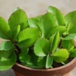 10 Advantages Of Consuming Patharchatta Leaves