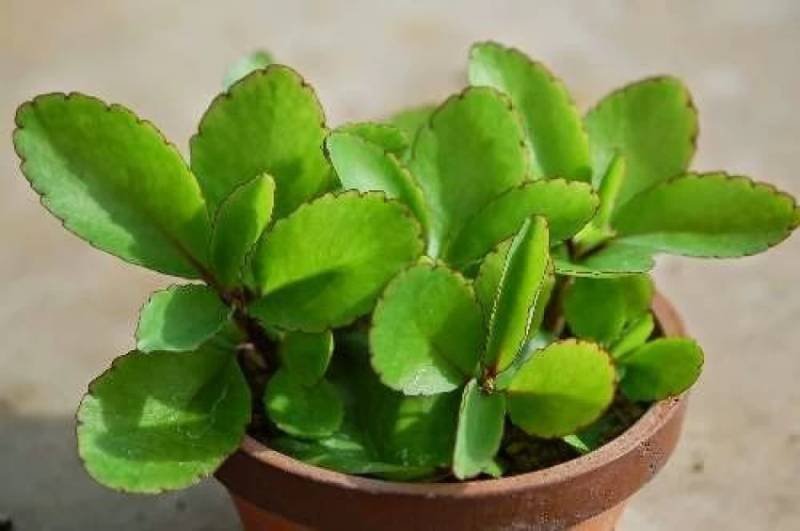 10 Advantages Of Consuming Patharchatta Leaves