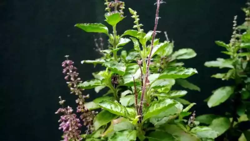 Tulsi Juice for an Empty Stomach: 5 Health Advantages of Taking a Daily Morning Juice of Basil Leaves