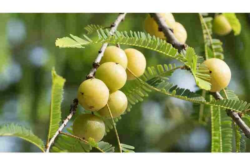 Health Benefits of Pairing Amla With These 5 Nutritious Foods