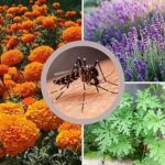 5 Essential Houseplants That Naturally Keep Mosquitoes Out