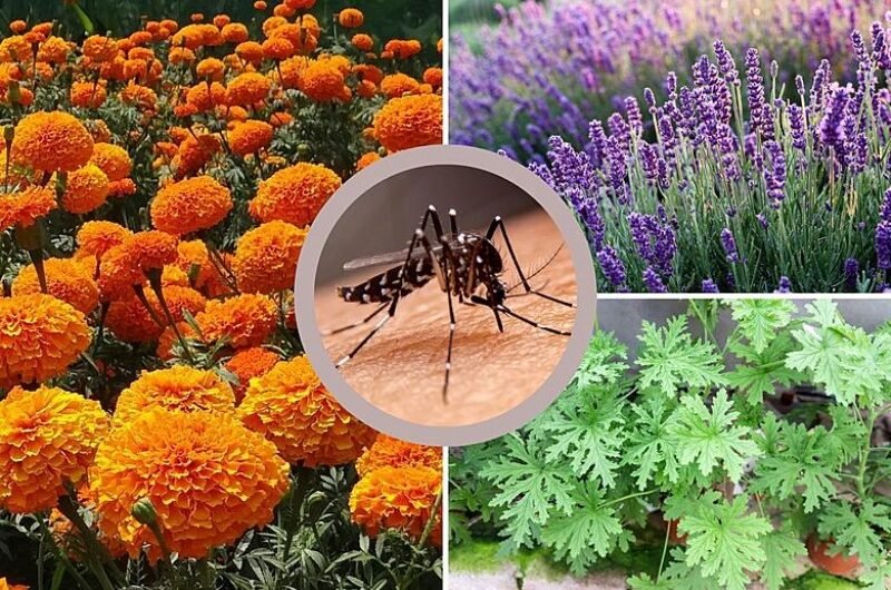 5 Essential Houseplants That Naturally Keep Mosquitoes Out
