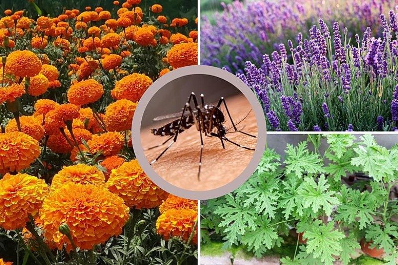 Houseplants Keep Mosquitoes Out