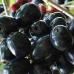 5 Health Advantages of Eating Jamun in Summer