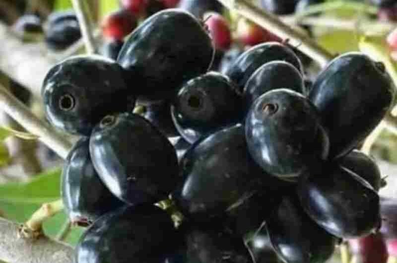 5 Health Advantages of Eating Jamun in Summer