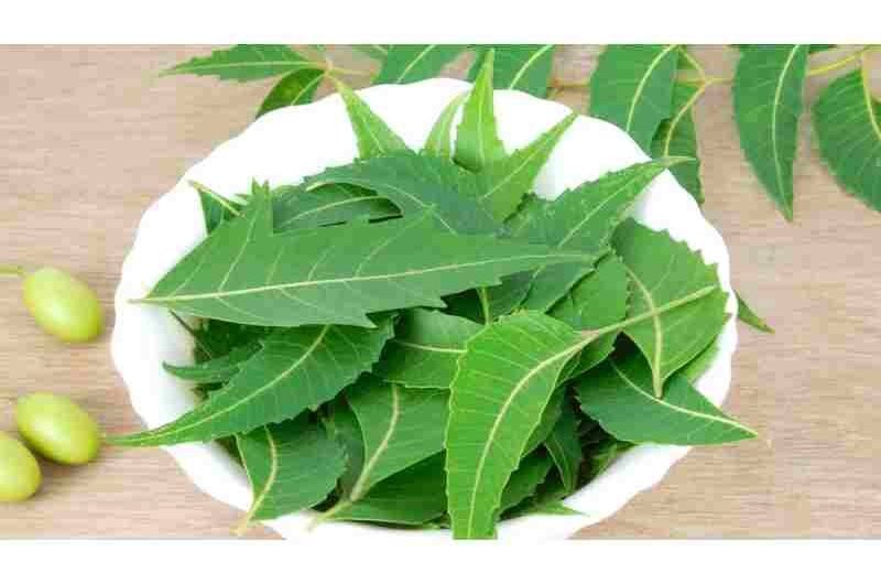Health Advantages of Chewing Neem Leaves Every Day