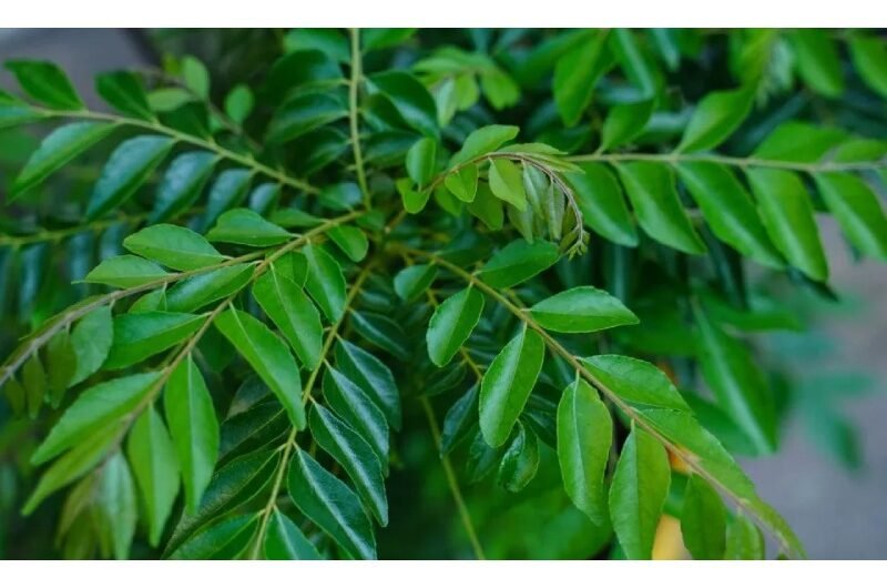 5 Advantages of Curry Leaves for Your Health