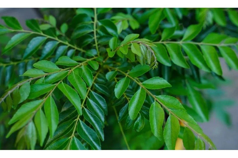 Curry Leaves (1)